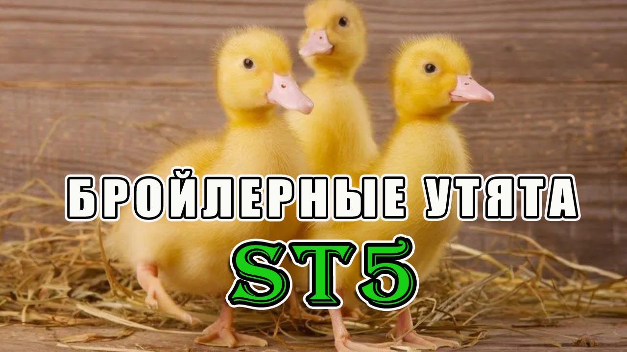 Вывелись утята ст5. Взвешивание утят. Как я замораживаю яйцо и для чего. смотреть онлайн