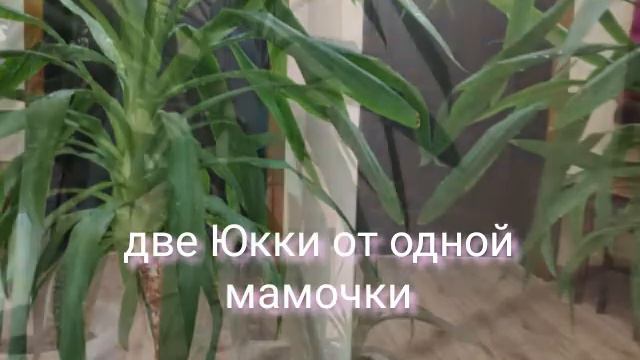 Продажа цветов смотреть онлайн