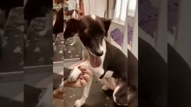 Груминг салон ЛаГуф - стрижка собак и кошек Лберцы смотреть онлайн