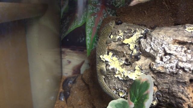 eurydactylodes agricolae enclosure смотреть онлайн