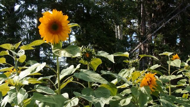 Sunflowers смотреть онлайн