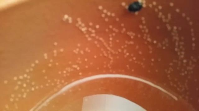 Acarichthys heckelli's eggs смотреть онлайн