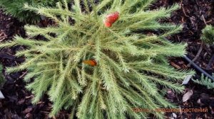 Лиственница американская Аретуза Бог ? обзор: как сажать, саженцы лиственницы Аретуза Бог