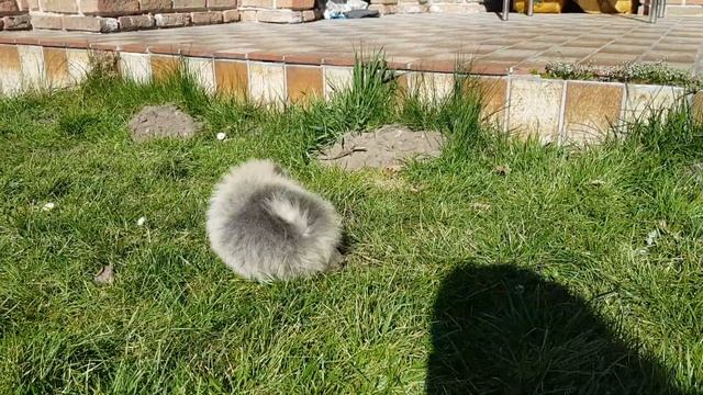 Первая прогулка Лаки ❤ Архив (20 марта 2018) смотреть онлайн