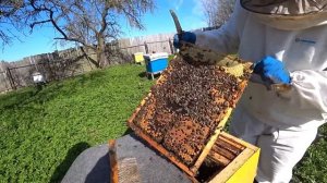 Как слабые пчелосемьи сделать сильными.  Надёжный способ.