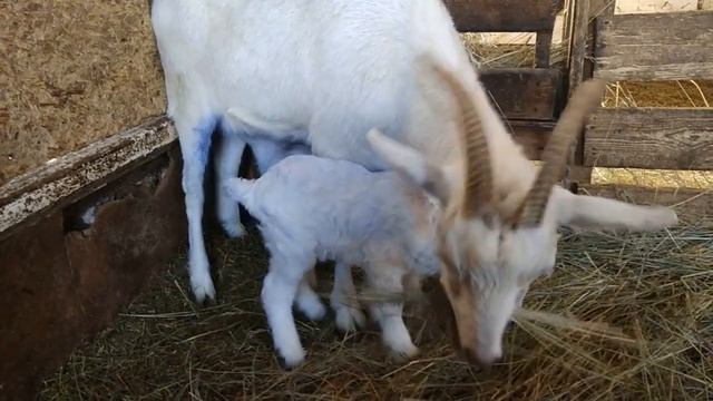 Купили зерно, цены космос! Обезрожила малышей. Вязка козла на строне. смотреть онлайн