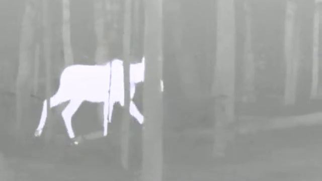 подход лося на запах