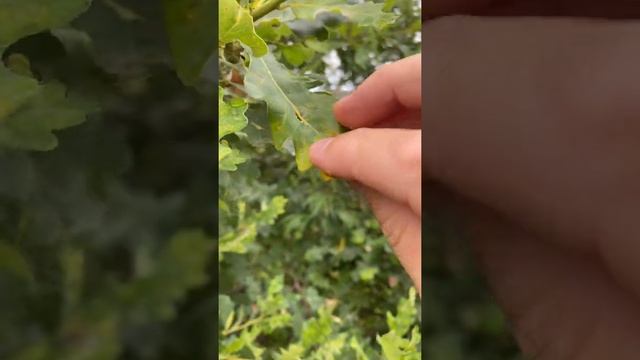 Дубовые галлы поспели. смотреть онлайн