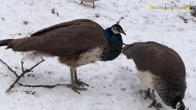 Зимний Павлин Aufgenommen Im Bayreuth Tierpark .#Индийский #павлин #Indian #Peafowl #Энциклопе
