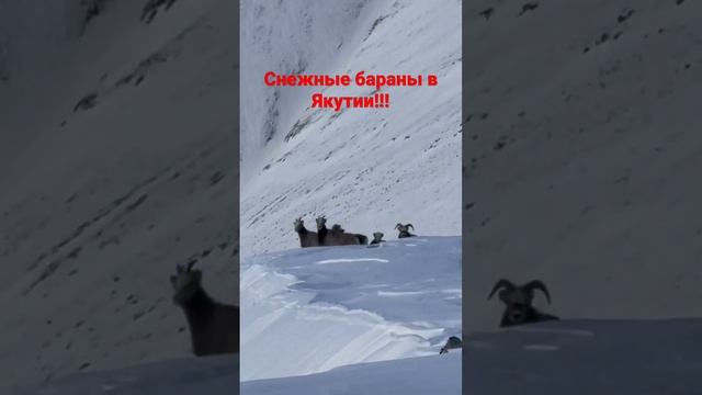 Якутский снежный баран в горах Якутии. смотреть онлайн