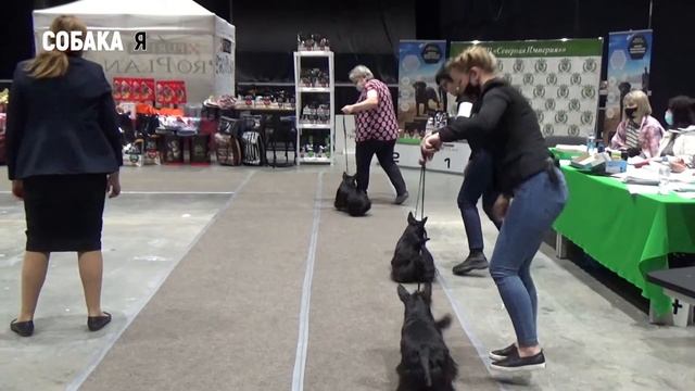 Выставка собак всех пород ВЕСНА СЕВЕРА Скотч терьер Собака я смотреть онлайн