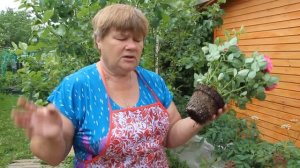 Как правильно посадить РОЗУ?