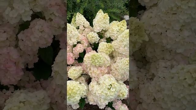 Гортензия Sundae Fraise смотреть онлайн