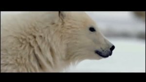 Арктика для детей   Животные полярных полюсов   Развивающее видео