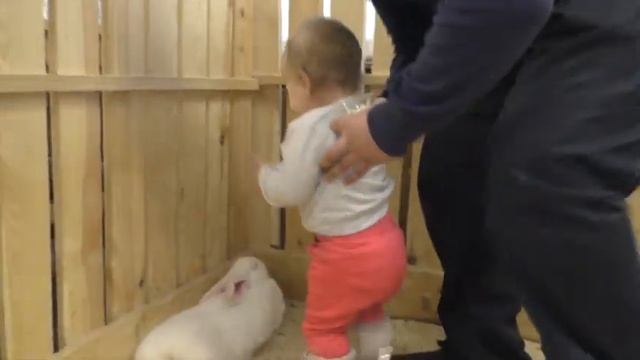 Деревенька,выставка животных в Бобруйске Беларусь/контактный зоопарк серия 8 смотреть онлайн