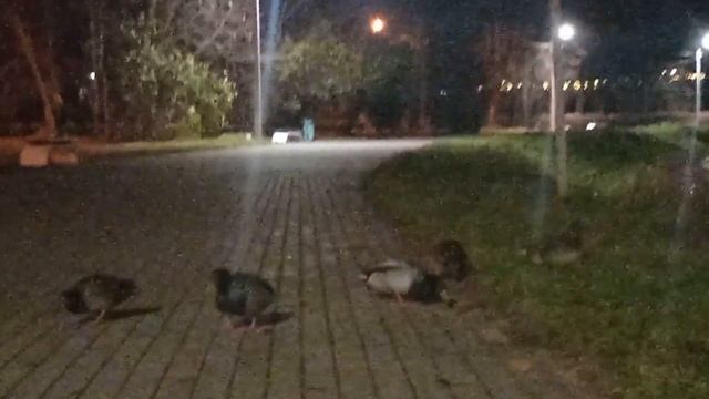 город великие Луки 09.11.2023г. смотреть онлайн