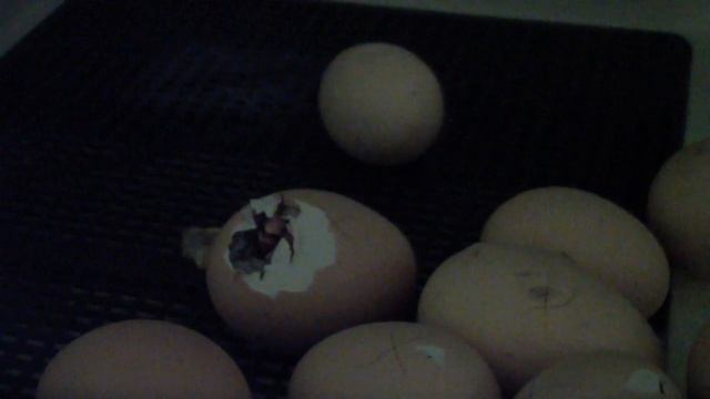 ВЫВОД ЦЫПЛЯТ БРАМА КАСЯК С ЯЙЦАМИ смотреть онлайн