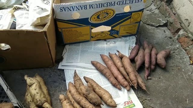 Как хранить Батат зимой, мама называет "бачач"!!! смотреть онлайн