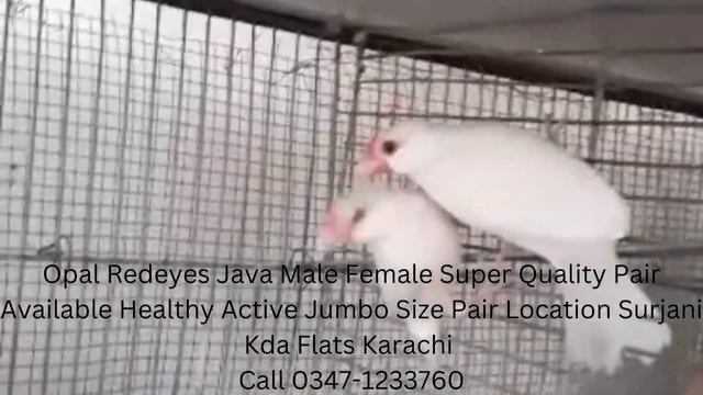 Opal Redeyes Java Male Female Super Quality Pair Available (KBF) смотреть онлайн