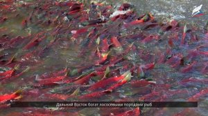 Хозяйство Дальнего Востока