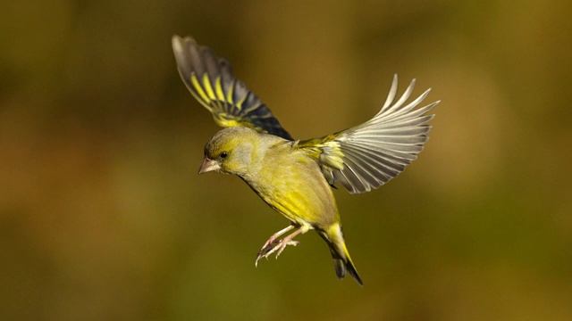 КРАСИВОЕ ПЕНИЕ ЗЕЛЕНУШКИ | CHLORIS