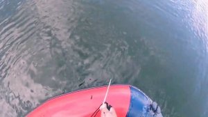 Кастинговая сеть снова не подвела!!! Рыбалка на кастинговую сеть!!! Лучшая рыбалка на сазана 2022!!