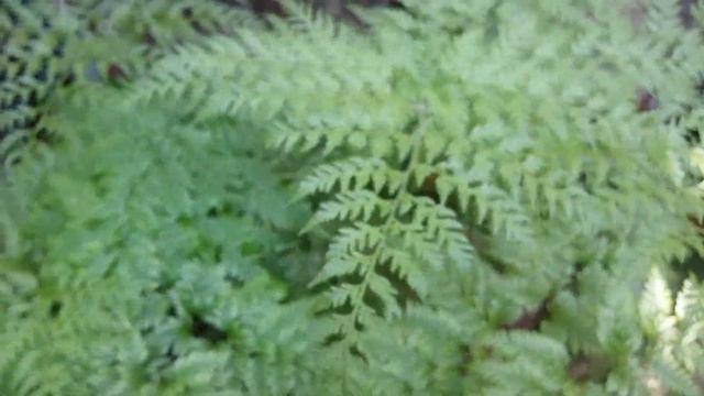 Davallia Canariensis,Даваллия канарская,Cabriña,سرخس پاخرگوشی قناری,hare's-foot Fern,דבליה קנארינסי