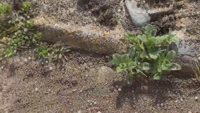 Во дворе 🎍🎍🎍 Первые весенние цветы 🎑🎑🎑 Blooming herbs in the garden? смотреть онлайн