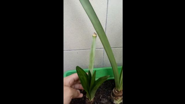 Jardineira de Amarílis - Apple Blossom Part. 4 #16 смотреть онлайн