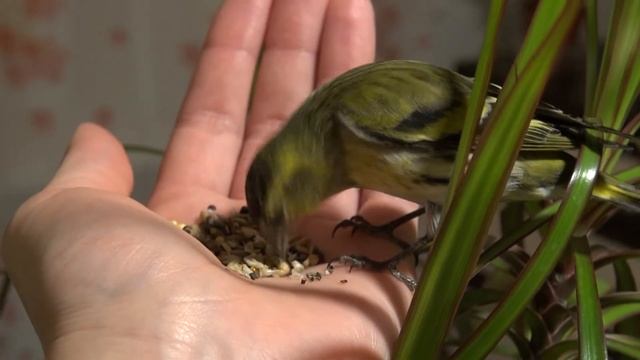 Чиж - первые дни дома // Как приручать чижа смотреть онлайн