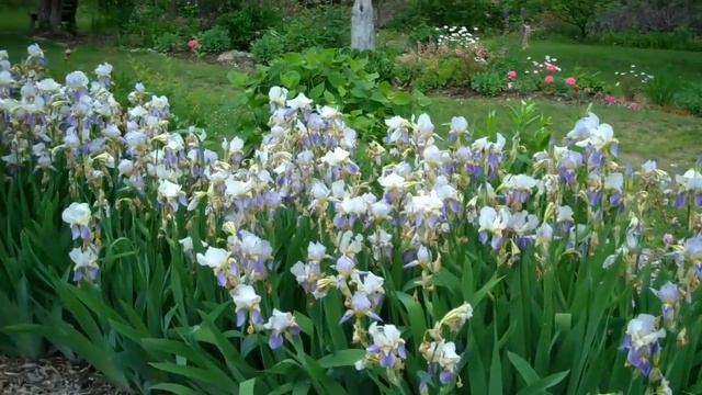 Iris and Peonies at Ecotat Gardens смотреть онлайн