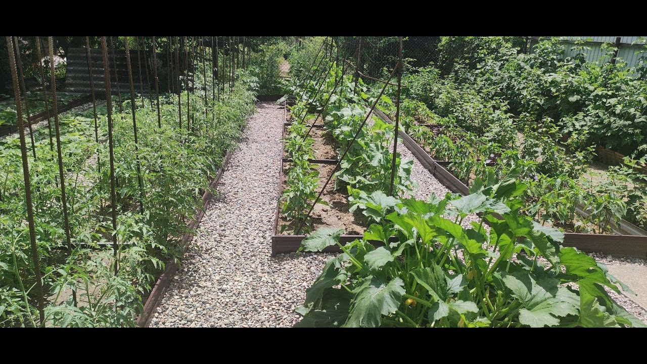 Обзор огорода в июне. Как облегчила труд в огороде. Удобные грядки. Новые дорожки. Обработка. смотреть онлайн