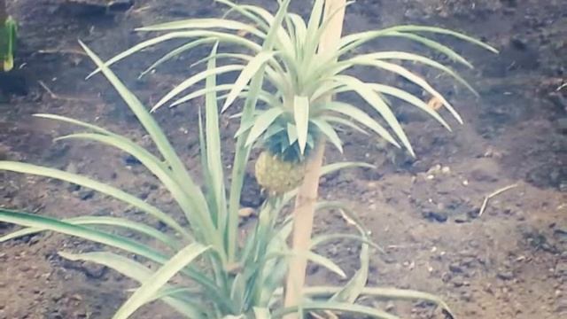 Поездка с классом в теплицы"Лемон-Банан" смотреть онлайн