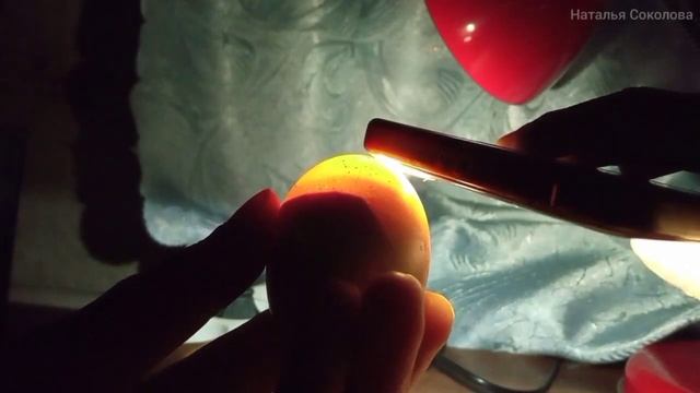 19день инкубации. Цыплёнок виден в воздушную камеру. Инкубатор пластиковый механический. смотреть онлайн