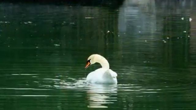 ДЕНДРОЛОГИЧЕСКИЙ ПАРК В АДЛЕРЕ.mp4 смотреть онлайн