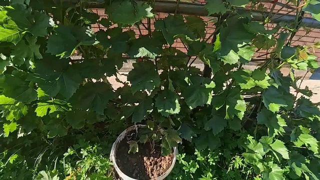 паразитирующая прививка спустя месяц смотреть онлайн