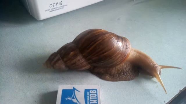 Улитка-Ахатина в домашних условиях смотреть онлайн