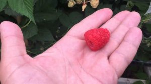 Саженцы малины. Ремонтантная малина сорта Кванза.