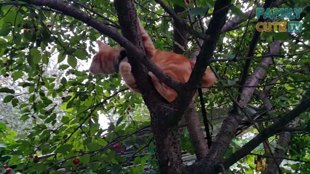 Kurilian bobtail on a tree смотреть онлайн