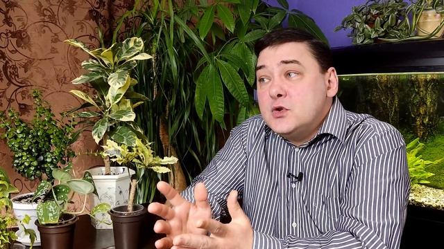 Уход за комнатными цветами в зимний период смотреть онлайн