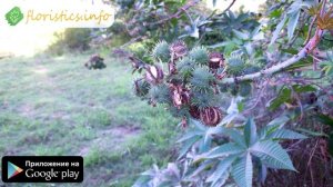 ☘️ Растение клещевина – посадка и уход, выращивание клещевины из семян; клещевина обыкновенная