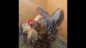 Птичка для души! Малазийская Серама-самая маленькая курочка в мире!