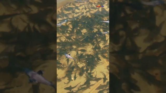 Сколько весит годовалый осётр Рыбоводство и рыбалка #shorts смотреть онлайн