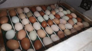 Цветное инкубационное яйцо, Нужно ли опрыскивать и как это делать