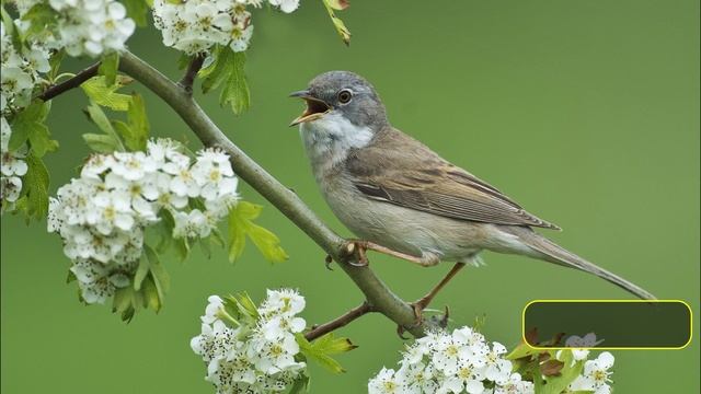 УЧИМ птиц. ПТИЦЫ, Birds. ПЕНИЕ птиц. Изучаем птиц. Названия птиц. ГОЛОСА птиц. Виды птиц. Звуки пти смотреть онлайн