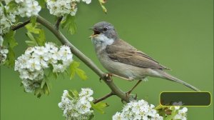 УЧИМ птиц. ПТИЦЫ, Birds. ПЕНИЕ птиц. Изучаем птиц. Названия птиц. ГОЛОСА птиц. Виды птиц. Звуки пти
