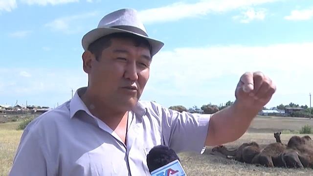 В сёлах Тарановского района зарождаются верблюжьи фермы смотреть онлайн