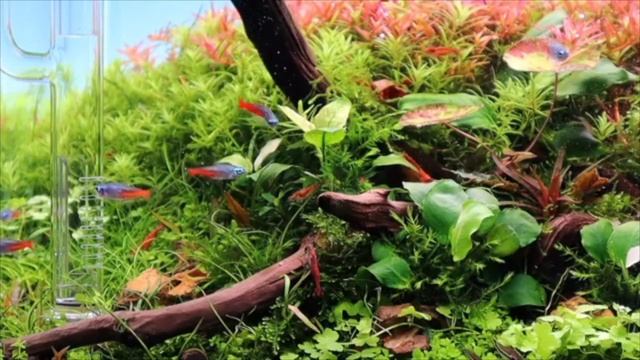 Красная ротала ротундифолия Х'Ра смотреть онлайн