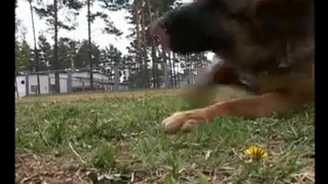 Школа служебного собаководства ПОКАЗАТЕЛЬНЫЕ2 смотреть онлайн