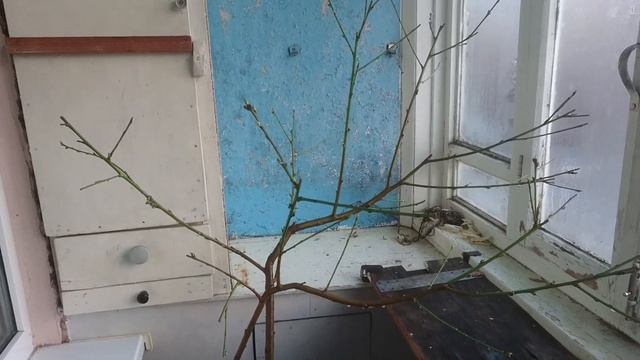 Персик на балконе Вторая зимовка смотреть онлайн